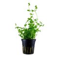 Tropica Bacopa australis Potted Aquarium Plant for planted aquarium