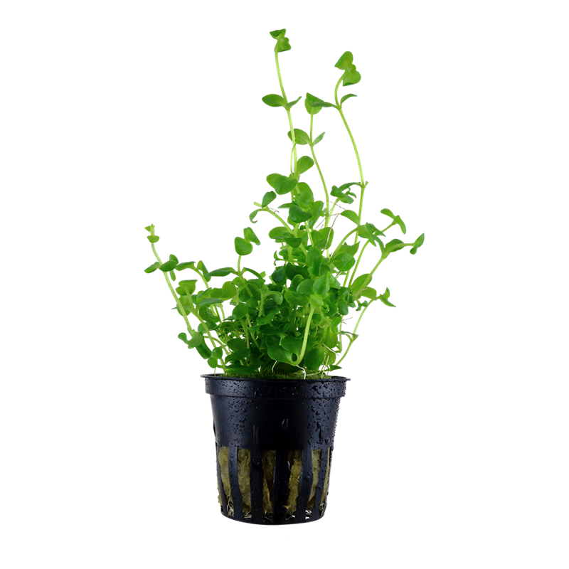 Tropica Bacopa australis Potted Aquarium Plant for planted aquarium