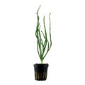 Tropica Crinum calamistratum Potted Aquarium Plant for planted aquarium
