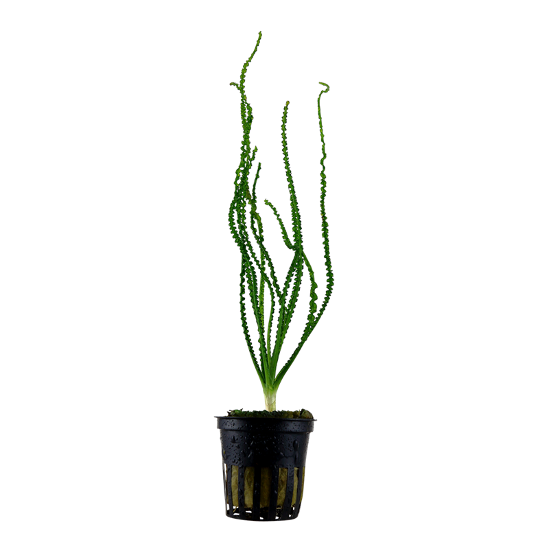 Tropica Crinum calamistratum Potted Aquarium Plant for planted aquarium