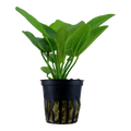 Tropica Echinodorus 'Aquartica' Potted Aquarium Plant for planted aquarium