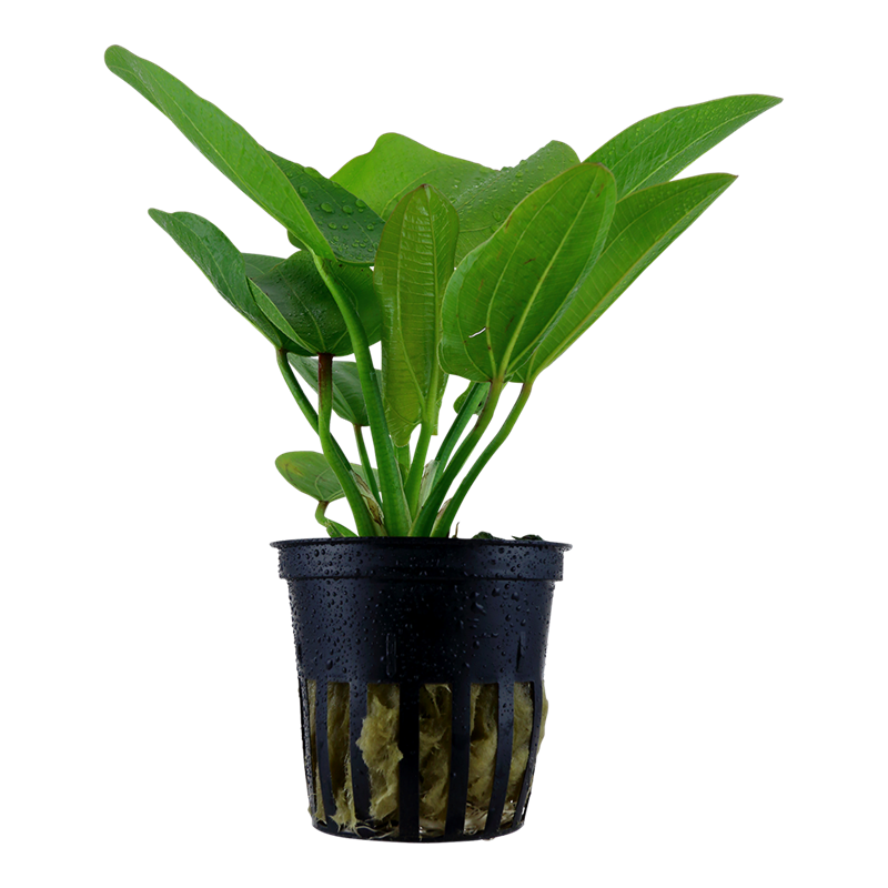 Tropica Echinodorus 'Aquartica' Potted Aquarium Plant for planted aquarium