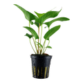 Tropica Anubias gracilis Potted Aquarium Plant for planted aquarium