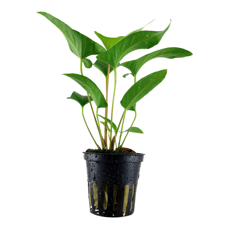 Tropica Anubias gracilis Potted Aquarium Plant for planted aquarium