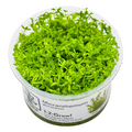 Tropica Micranthemum glomeratum 1-2-Grow Tissue Culture for planted aquarium