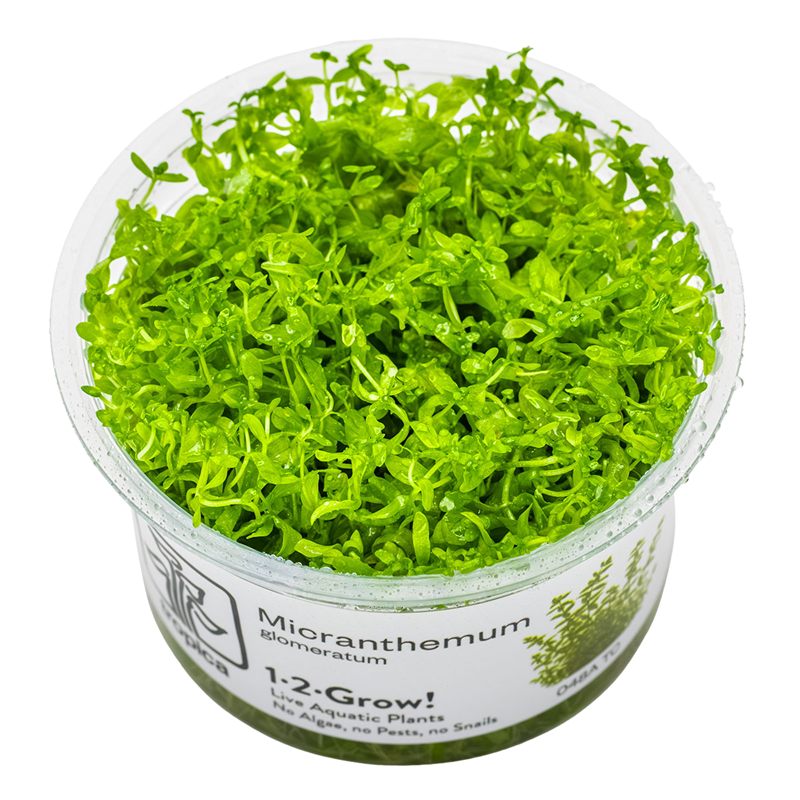 Tropica Micranthemum glomeratum 1-2-Grow Tissue Culture for planted aquarium