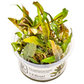 Tropica Cryptocoryne undulata 'Broad Leaf' 1-2-Grow Tissue Culture for planted aquarium