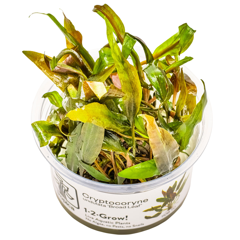 Tropica Cryptocoryne undulata 'Broad Leaf' 1-2-Grow Tissue Culture for planted aquarium