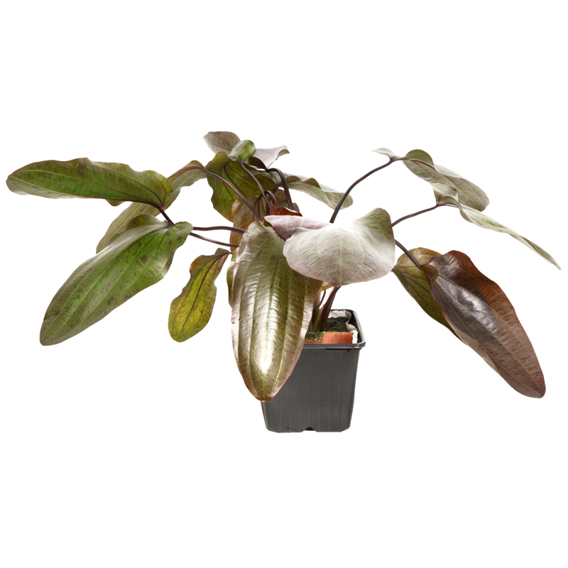 Tropica Echinodorus 'Ozelot' XL Aquarium Plant for planted aquarium
