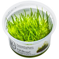 Tropica Taxiphyllum barbieri 'Bogor Moss' 1-2-Grow Tissue Culture for planted aquarium