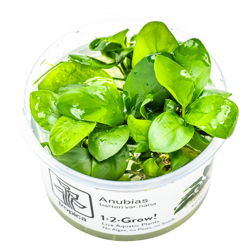 Tropica Anubias barteri nana 1-2-Grow Tissue Culture for planted aquarium
