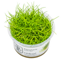 Tropica Eleocharis pusilla 'Mini' 1-2-Grow Tissue Culture for planted aquarium