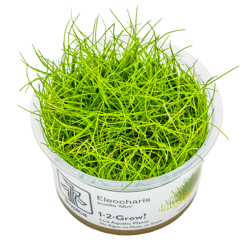 Tropica Eleocharis pusilla 'Mini' 1-2-Grow Tissue Culture for planted aquarium