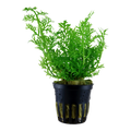 Tropica Ceratopteris thalictroides Potted Aquarium Plant for planted aquarium