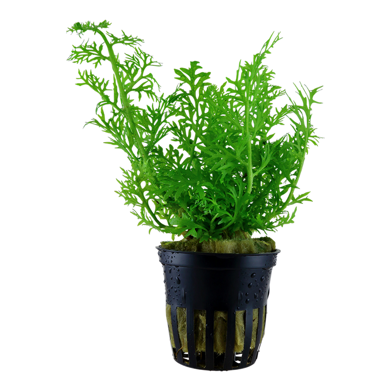 Tropica Ceratopteris thalictroides Potted Aquarium Plant for planted aquarium