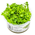 Tropica Hygrophila serpyllum 1-2-Grow Tissue Culture for planted aquarium