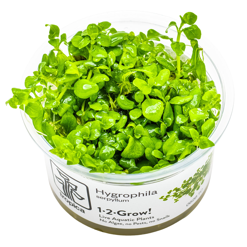 Tropica Hygrophila serpyllum 1-2-Grow Tissue Culture for planted aquarium
