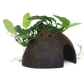 Tropica Anubias barteri var. nana Aquarium Plant on Coconut Shell for planted aquarium