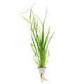 Tropica Cyperus helferi Aquarium Plant Clip for planted aquarium