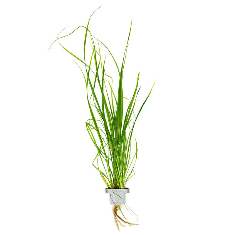 Tropica Cyperus helferi Aquarium Plant Clip for planted aquarium