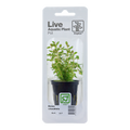 Tropica Rotala rotundifolia Potted Aquarium Plant for planted aquarium