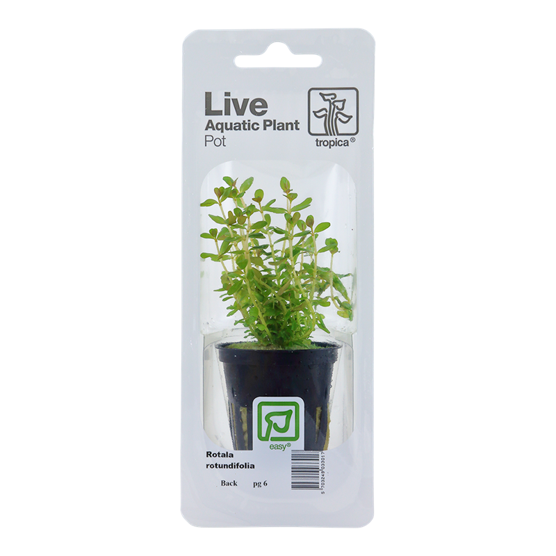 Tropica Rotala rotundifolia Potted Aquarium Plant for planted aquarium