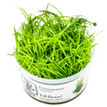 Tropica Eriocaulon cinereum 1-2-Grow Tissue Culture for planted aquarium