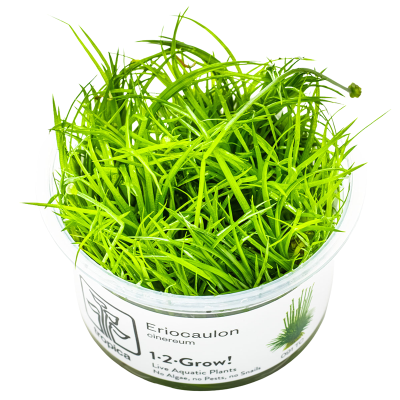 Tropica Eriocaulon cinereum 1-2-Grow Tissue Culture for planted aquarium