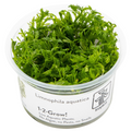 Tropica Limnophila aquatica 1-2-Grow Tissue Culture for planted aquarium