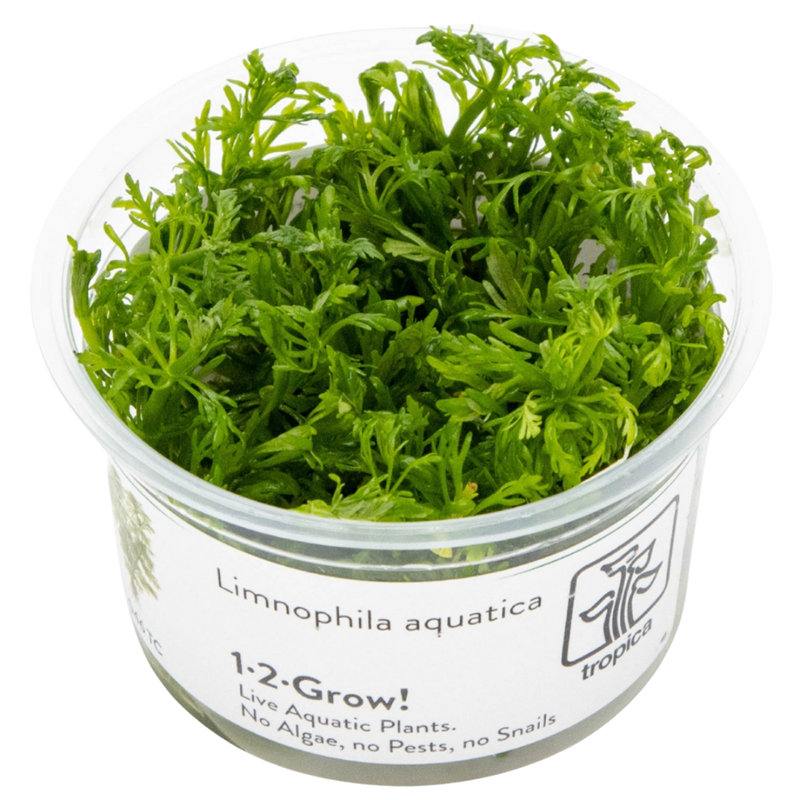 Tropica Limnophila aquatica 1-2-Grow Tissue Culture for planted aquarium