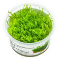 Tropica Leptodictyum riparium 1-2-Grow Tissue Culture for planted aquarium