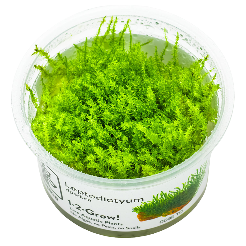 Tropica Leptodictyum riparium 1-2-Grow Tissue Culture for planted aquarium