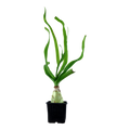 Tropica Crinum thaianum XL Aquarium Plant for planted aquarium