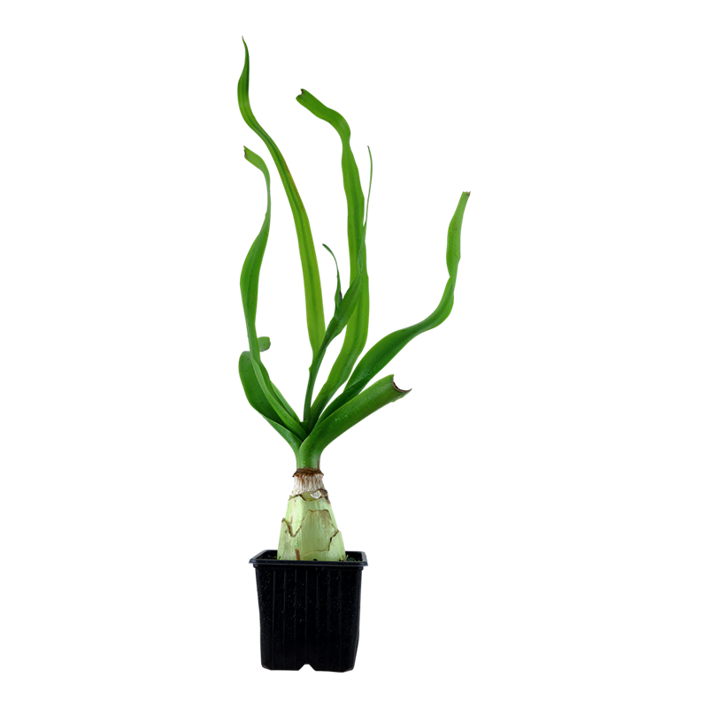 Tropica Crinum thaianum XL Aquarium Plant for planted aquarium