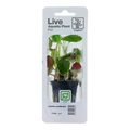 Tropica Lobelia cardinalis Potted Aquarium Plant for planted aquarium
