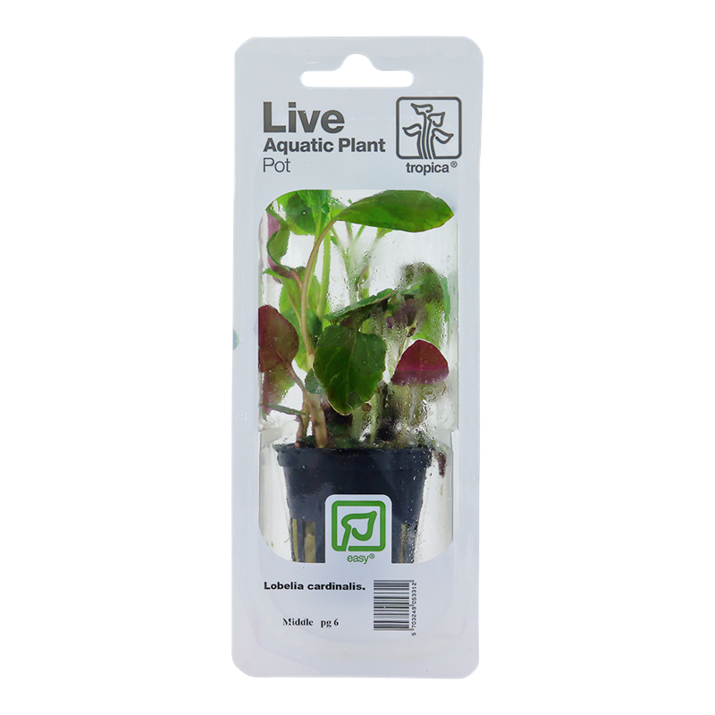 Tropica Lobelia cardinalis Potted Aquarium Plant for planted aquarium