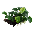 Tropica Anubias barteri sp. XL Aquarium Plant on Wood for planted aquarium