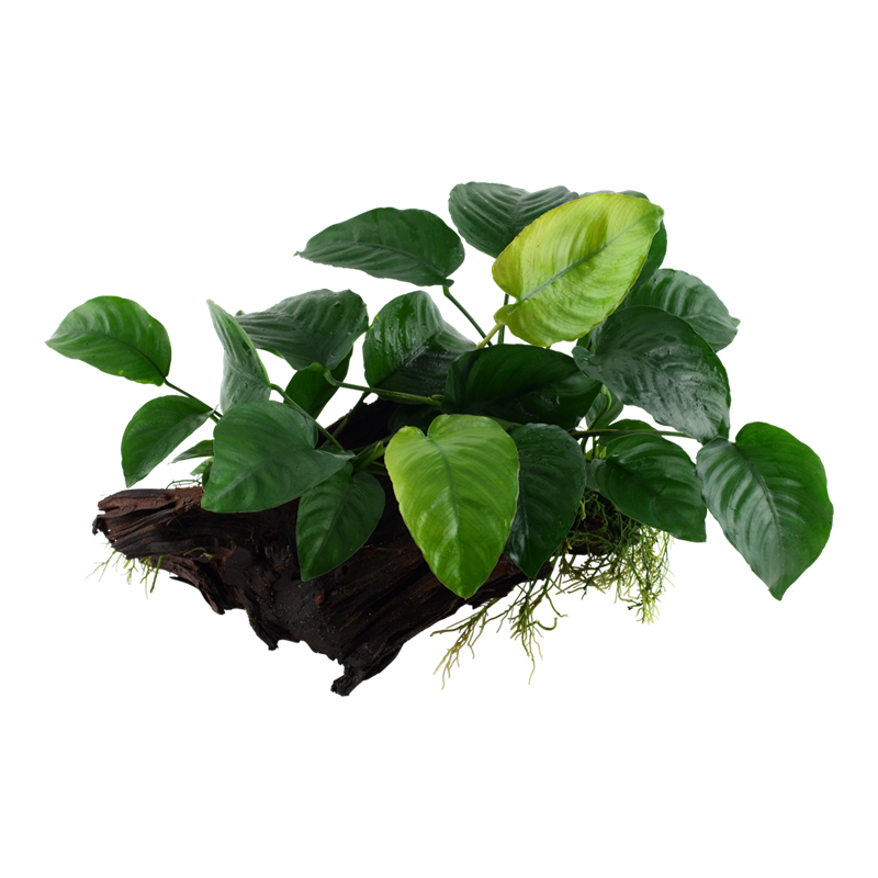 Tropica Anubias barteri sp. XL Aquarium Plant on Wood for planted aquarium