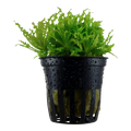 Tropica Pogostemon helferi Potted Aquarium Plant for planted aquarium