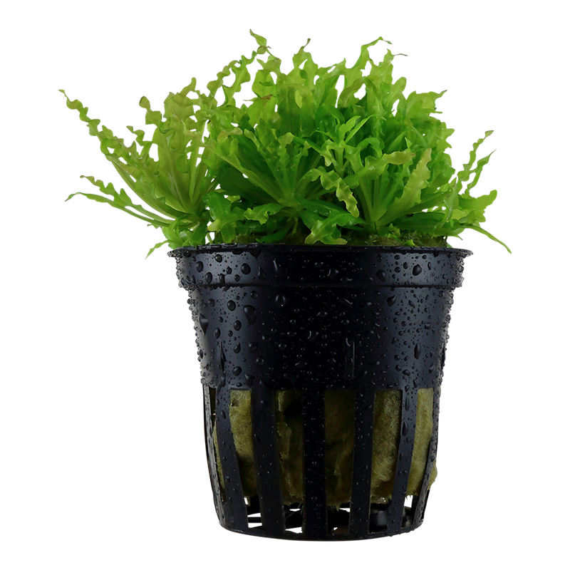 Tropica Pogostemon helferi Potted Aquarium Plant for planted aquarium