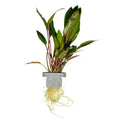 Tropica Cryptocoryne beckettii 'Petchii' Aquarium Plant Clip for planted aquarium