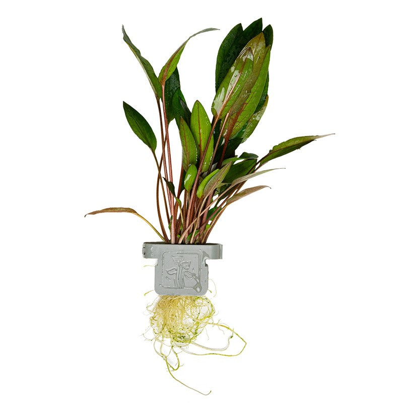 Tropica Cryptocoryne beckettii 'Petchii' Aquarium Plant Clip for planted aquarium