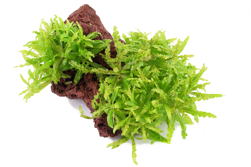 Tropica Pogostemon helferi Aquarium Plant on Rock for planted aquarium