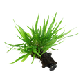 Tropica Microsorum pteropus 'Narrow' Aquarium Plant on Wood for planted aquarium