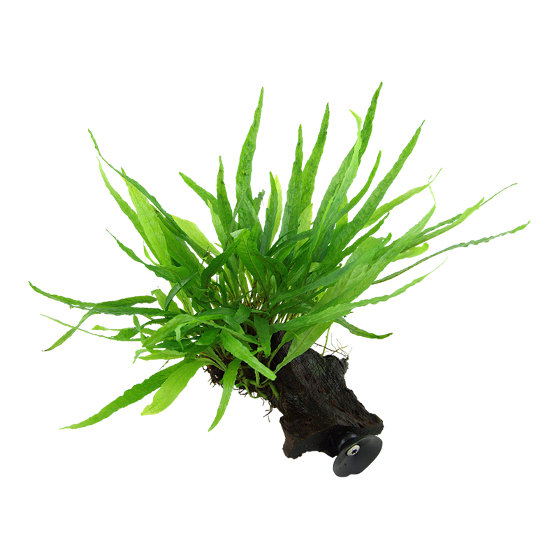 Tropica Microsorum pteropus 'Narrow' Aquarium Plant on Wood for planted aquarium
