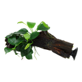 Tropica Anubias barteri nana Aquarium Plant on Wood for planted aquarium