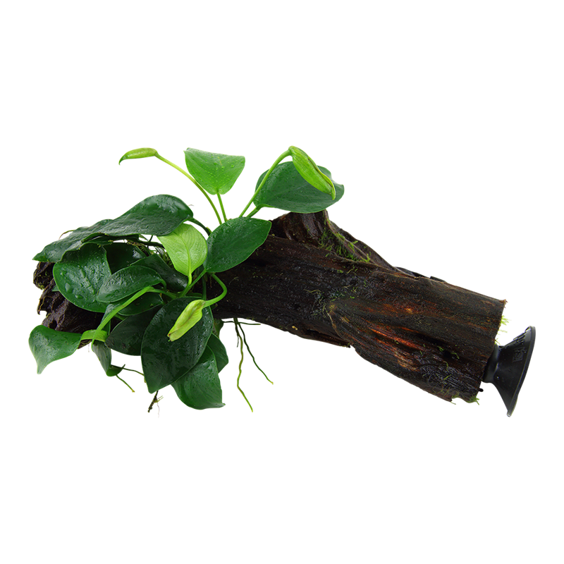 Tropica Anubias barteri nana Aquarium Plant on Wood for planted aquarium