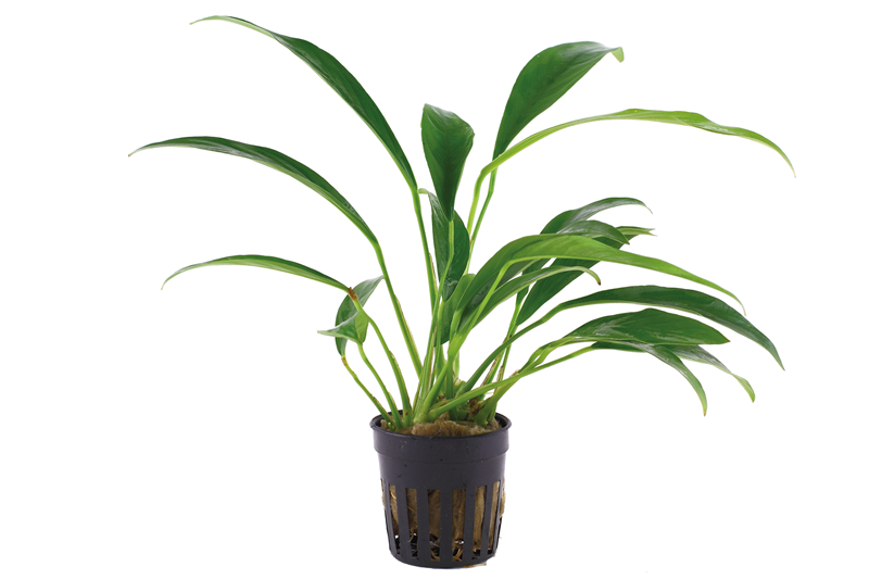 Tropica Anubias barteri var. glabra Potted Aquarium Plant for planted aquarium