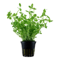 Tropica Lindernia rotundifolia Potted Aquarium Plant for planted aquarium