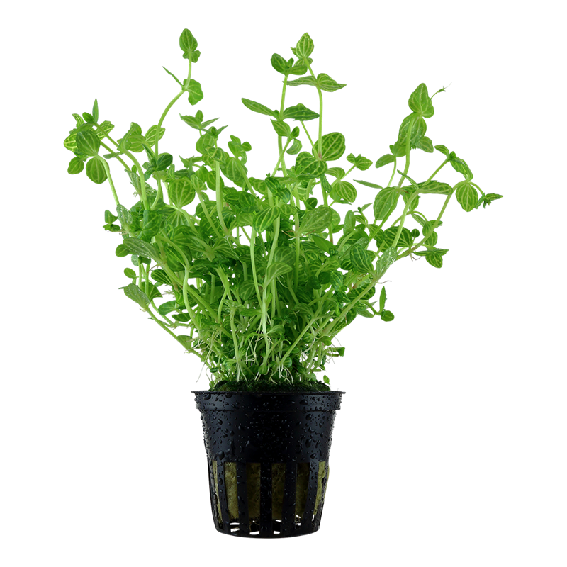 Tropica Lindernia rotundifolia Potted Aquarium Plant for planted aquarium